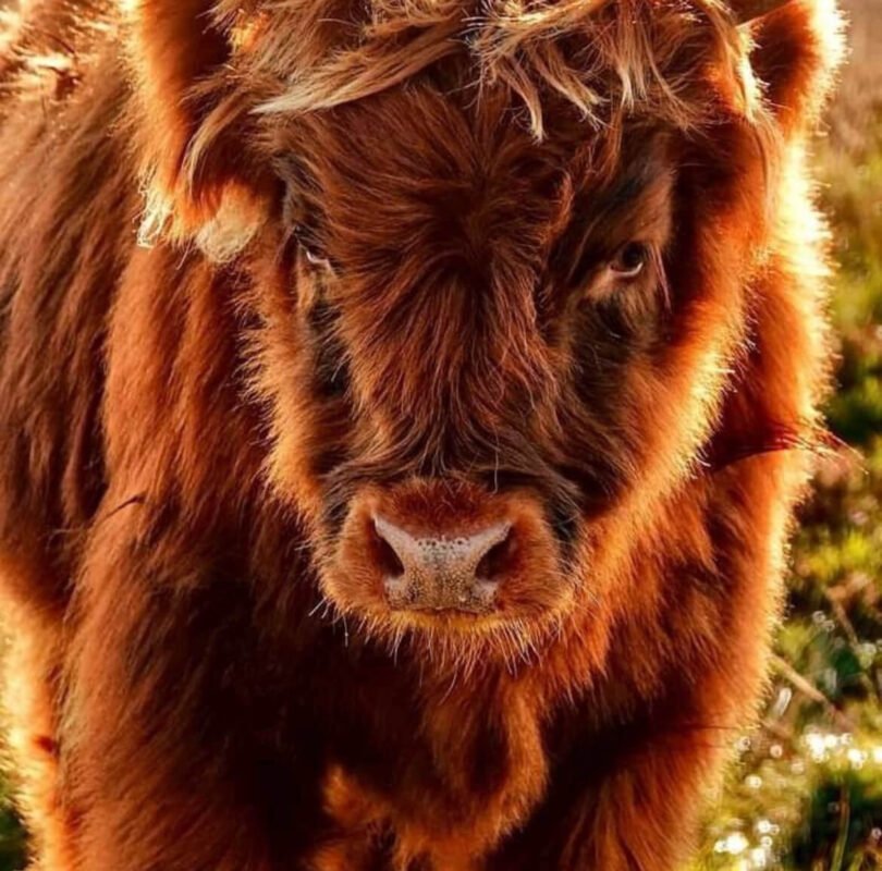 mini highland cow for sale