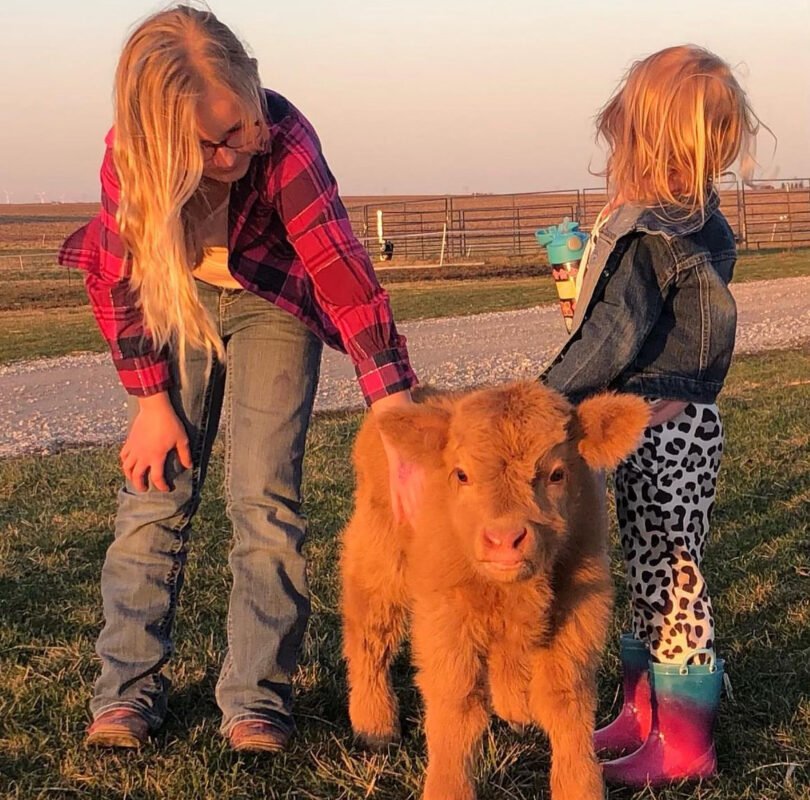 mini highland cow for sale