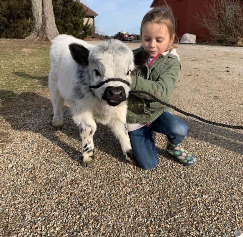 mini highland cow for sale