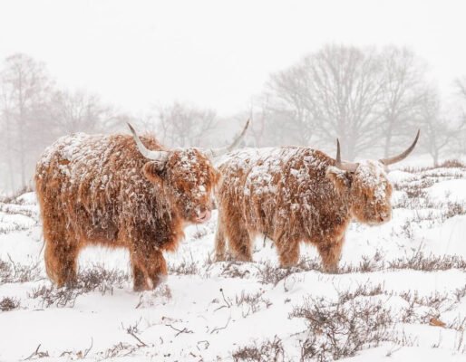 mini highland cows for sale