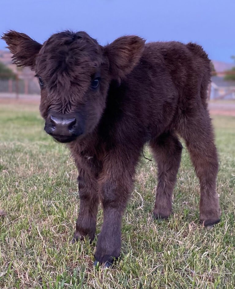 Mini Highland Cow for sale (Bella) Highland Cow Farm