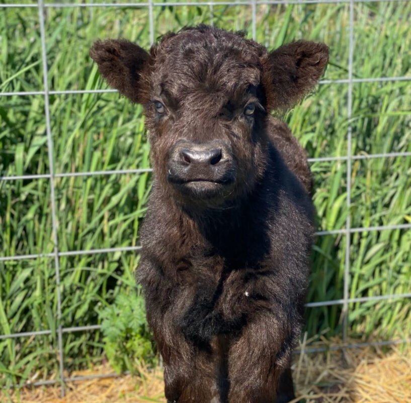 Mini Highland Cow for sale (Bella) Highland Cow Farm