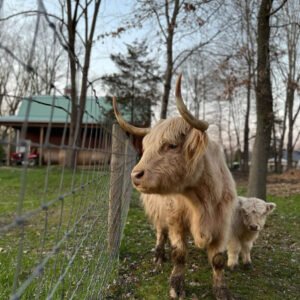 mini highland cows for sale