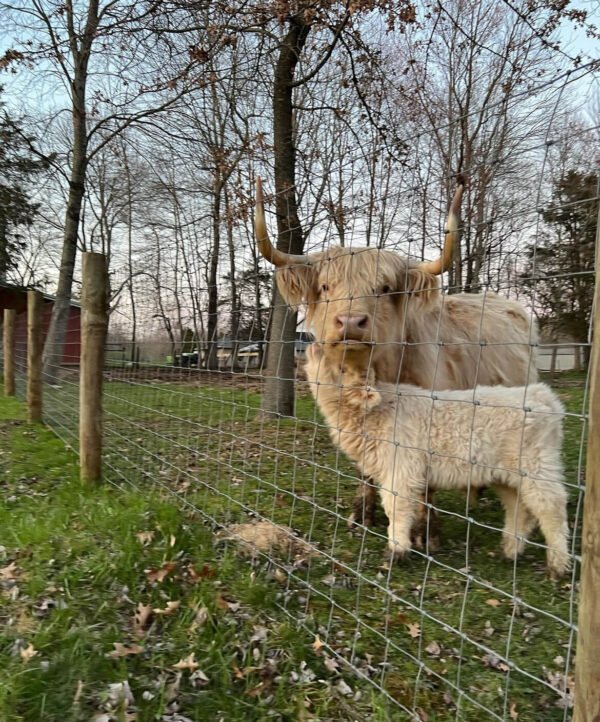 mini highland cows for sale