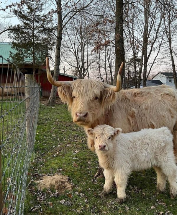 mini highland cows for sale