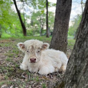 mini highland cows for sale