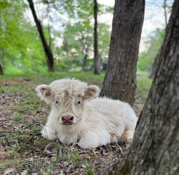 mini highland cows for sale