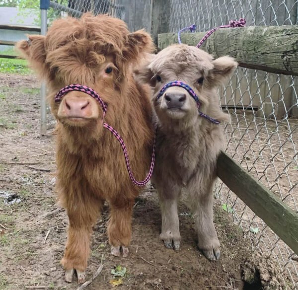 mini highland cows for sale