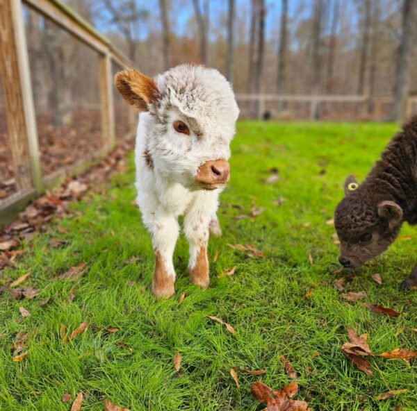 mini highland cows for sale