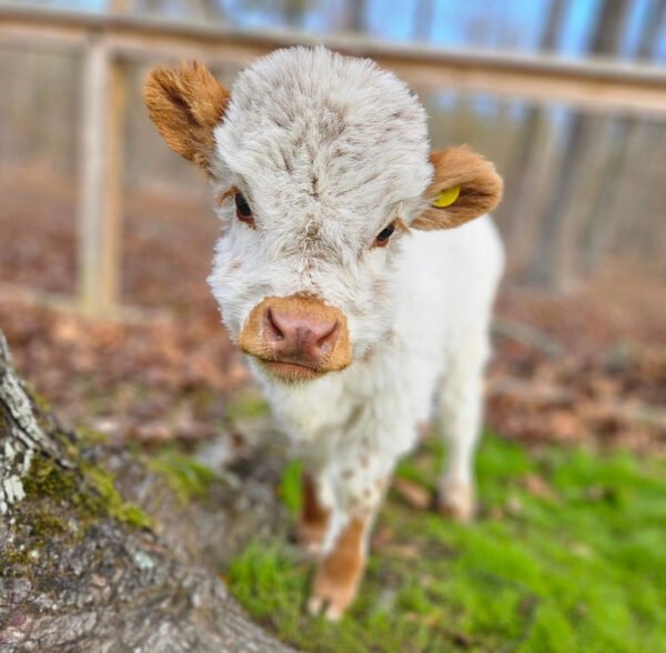 mini highland cows for sale