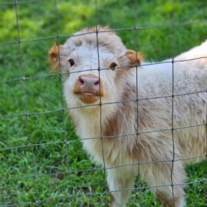 mini highland cows for sale