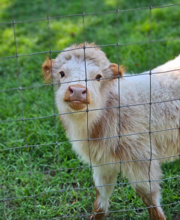 mini highland cows for sale