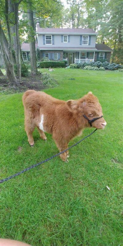 mini highland cow for sale