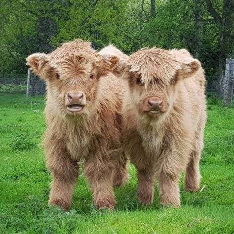 mini highland cow for sale